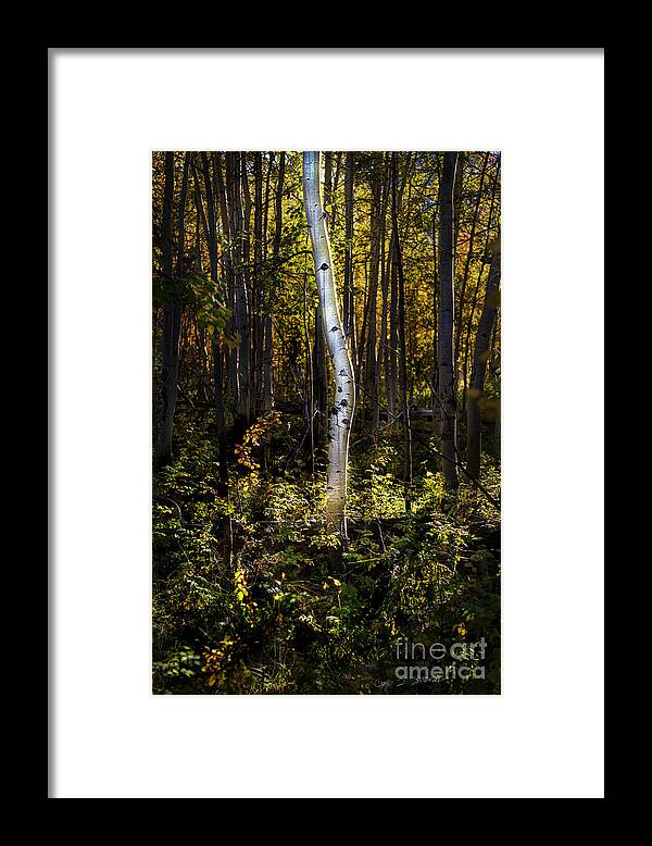 Beartooth Framed Print featuring the photograph Beaver Aspen Grove by Craig J Satterlee