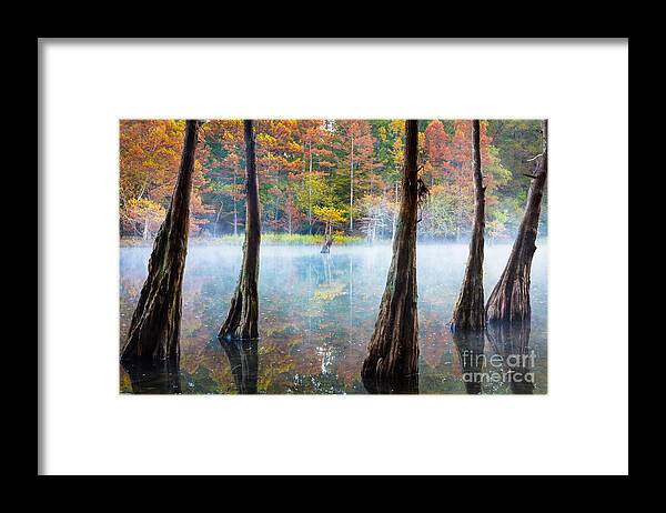 America Framed Print featuring the photograph Beavers Bend Cypress Grove by Inge Johnsson