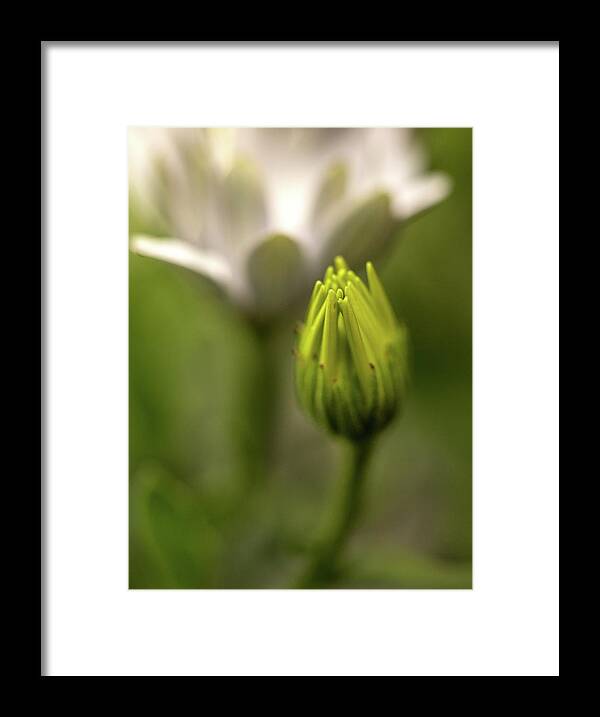 Flower Framed Print featuring the photograph Becoming by Bob Cournoyer