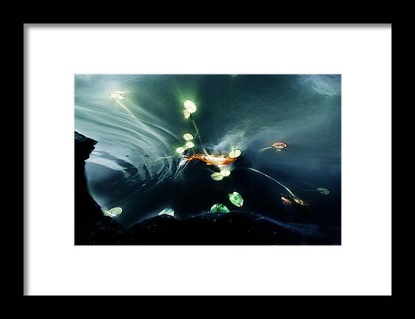 Koi Framed Print featuring the photograph Becoming by John Poon