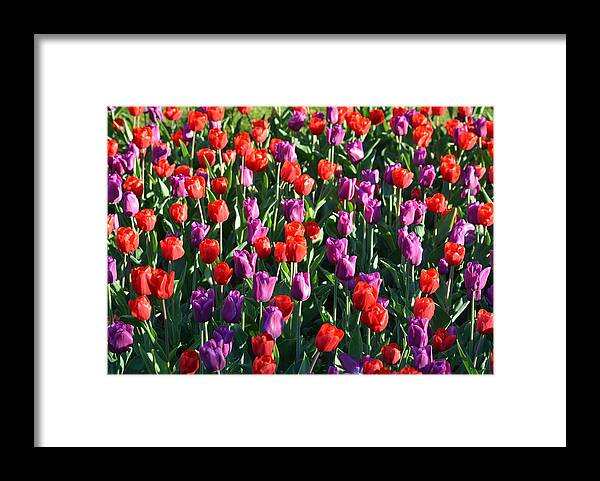 Tulips Framed Print featuring the photograph Bed of Tulips by Toby McGuire