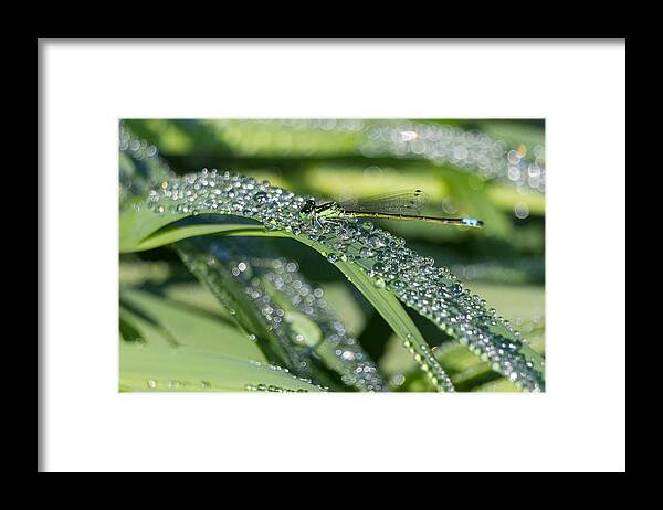 Damselfly Framed Print featuring the photograph Bedazzled Damselfly by Penny Meyers
