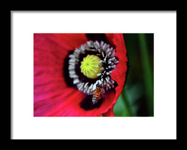 Macro Framed Print featuring the photograph Bee And A Poppy 007 by George Bostian