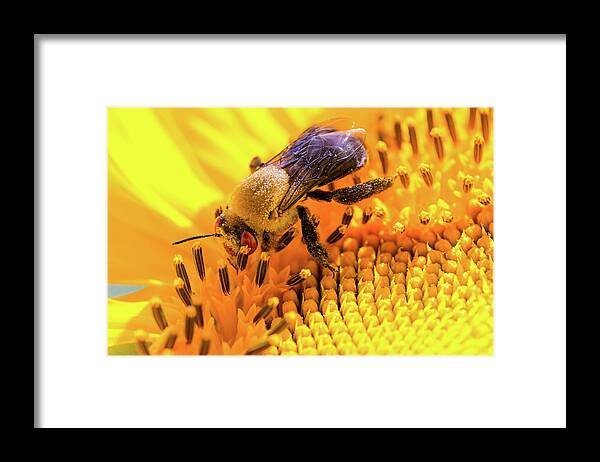 Antennae Framed Print featuring the photograph Bee and Sunflower by SR Green