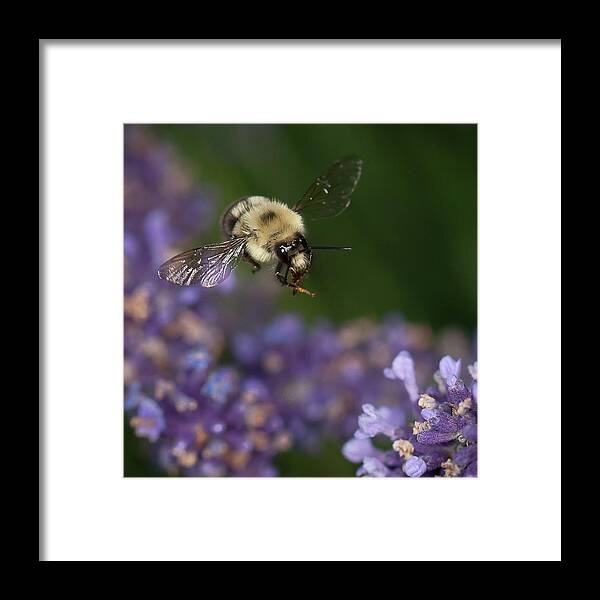 Bumblebee Framed Print featuring the photograph Bee approaches lavender by Len Romanick