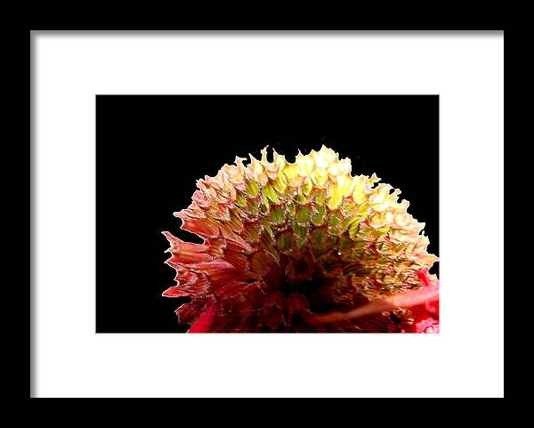 Bee Balm Framed Print featuring the photograph Bee Balm by Diane Merkle