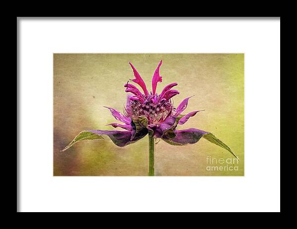 Bee Balm Framed Print featuring the photograph Bee Balm with a Vintage Touch by Anita Pollak