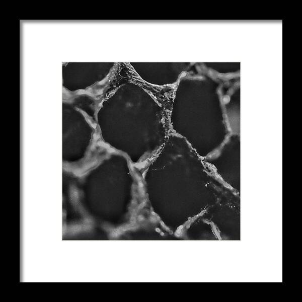 Fujix Framed Print featuring the photograph #bee #beehive #hive #wasp #sting by David Haskett II
