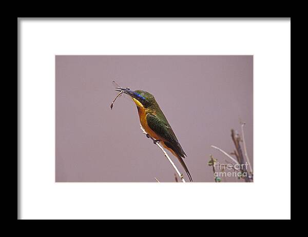 African Birds Framed Print featuring the photograph Bee Eater and Dragonfly by Sandra Bronstein