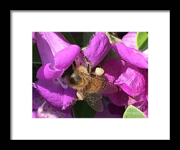 Purple Sage. Flower. Bee Framed Print featuring the photograph Bee by Erika Jean Chamberlin