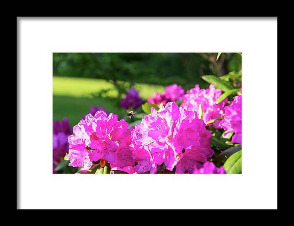 Bee Framed Print featuring the photograph Bee Flying Over Catawba Rhododendron by D K Wall