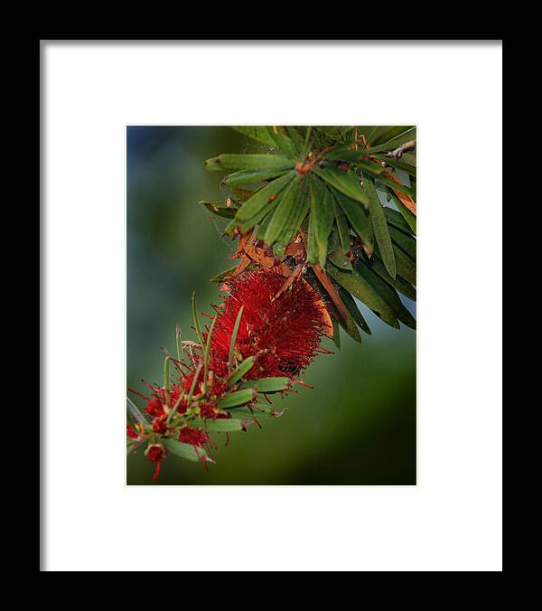 Bee Framed Print featuring the photograph Bee in Red Flower by Joseph G Holland