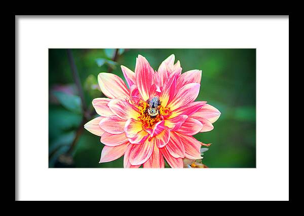 Dahlia Framed Print featuring the photograph Bee In The Center by Cynthia Guinn