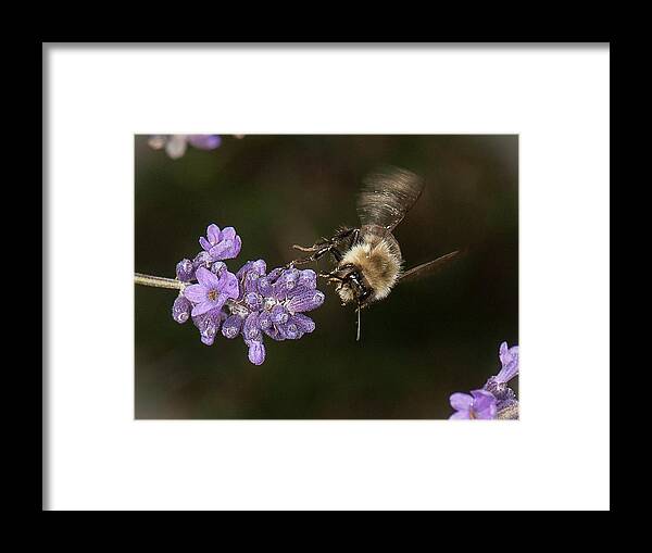 Bee Framed Print featuring the photograph Bee landing on lavender by Len Romanick