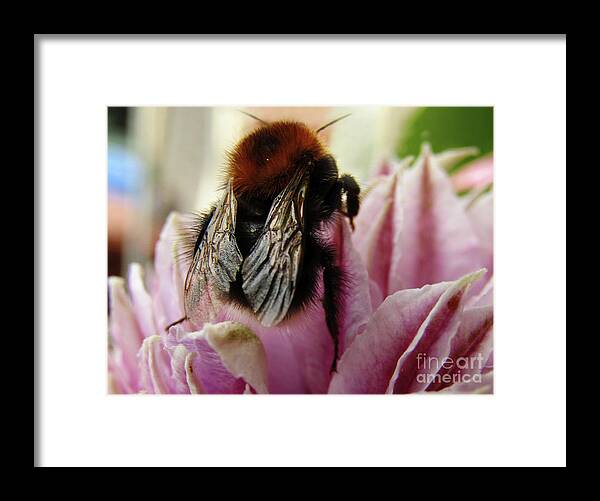 Clematis Framed Print featuring the photograph Bee On Clematis by Kim Tran