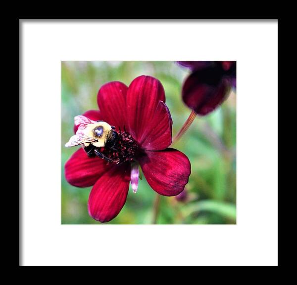 Bee On Crimson Flower Framed Print featuring the photograph Bee on Crimson Flower by FD Graham
