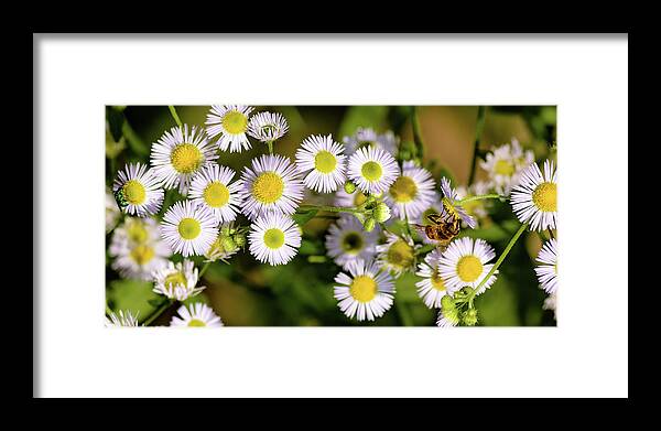 Fleabane Framed Print featuring the photograph Bee on Fleabane by Mike Mcquade