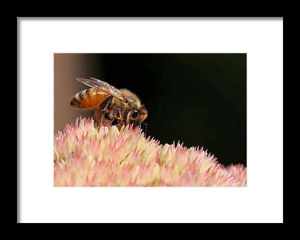 Bee Framed Print featuring the photograph Bee on Flower 2 by Angela Rath