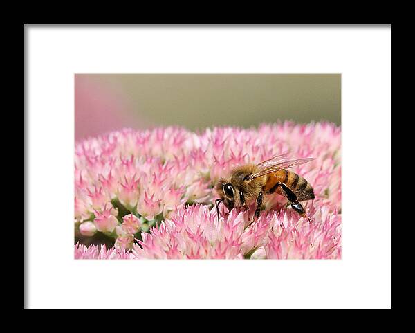 Bee Framed Print featuring the photograph Bee on Flower 5 by Angela Rath