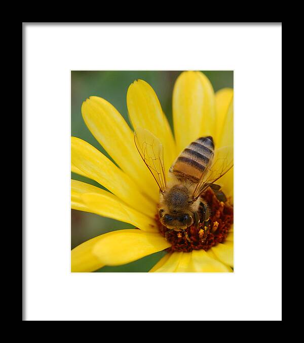 Bee Framed Print featuring the photograph Bee on flower by Amy Fose
