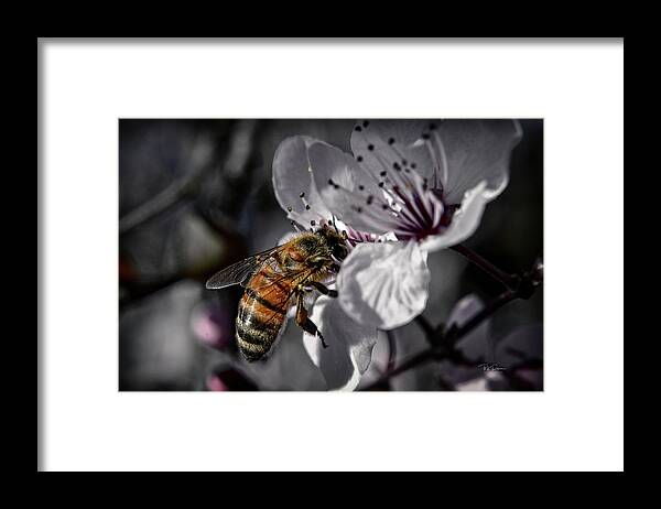 Macro Framed Print featuring the photograph Bee on Flower by Bill Posner