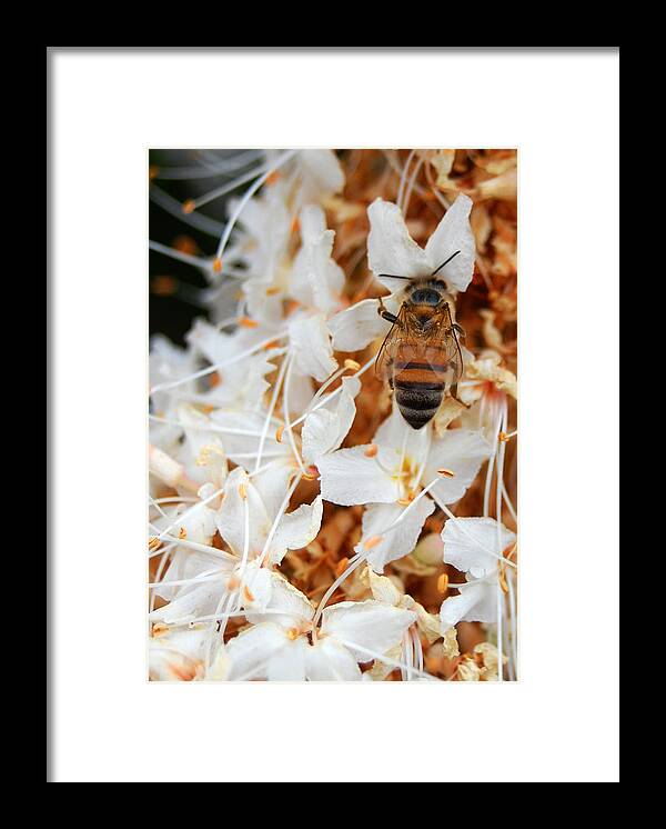 Flower Framed Print featuring the photograph Bee on Flowers 2 by Amy Fose