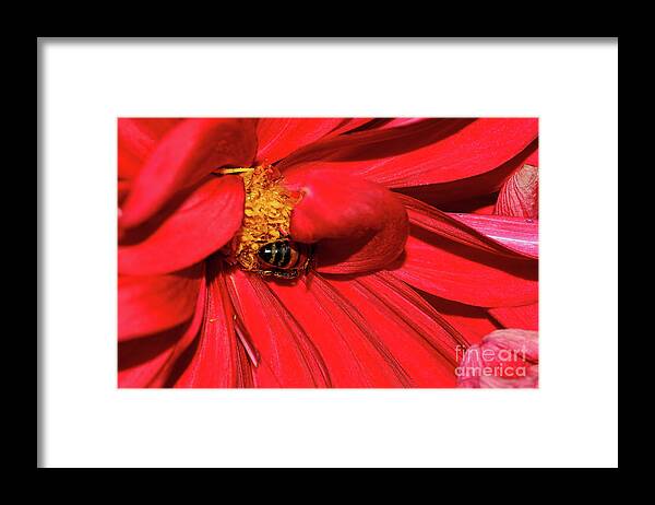 Bee On Red Dahlia Framed Print featuring the photograph Bee on Red Dahlia by Kaye Menner by Kaye Menner