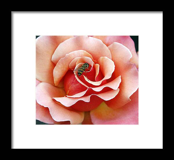 Roses Framed Print featuring the photograph Bee on Rose by Gina Fitzhugh