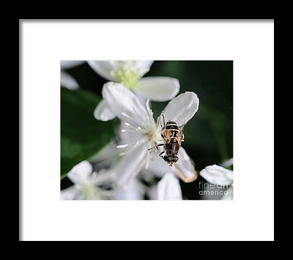 Bee Framed Print featuring the photograph Bee on Sweet Autumn Clematis by Tamara Becker