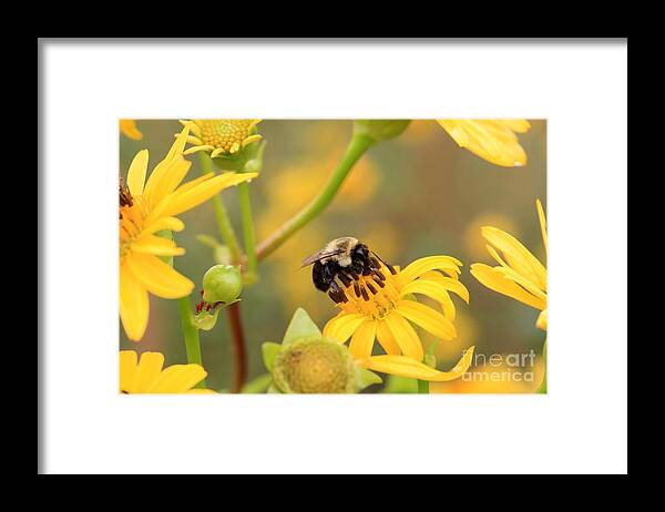Bee Framed Print featuring the photograph Bee on Wildflower by Rick Rauzi
