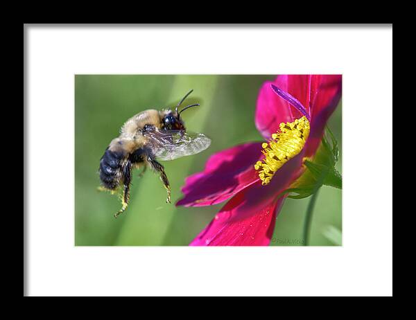 Colors Framed Print featuring the photograph Bee Shadow Red by Paul Vitko