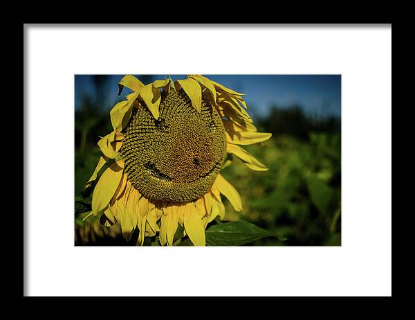 Winterpacht Framed Print featuring the photograph Bee Smiling Sunflowers by Miguel Winterpacht