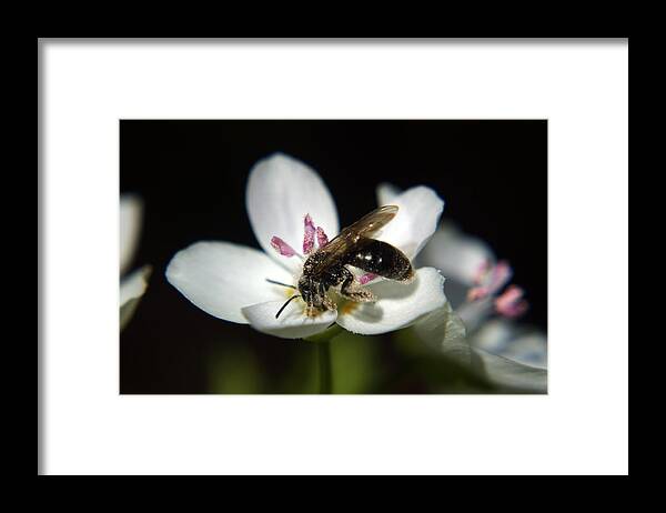 Nature Framed Print featuring the photograph Bee Still by Off The Beaten Path Photography - Andrew Alexander