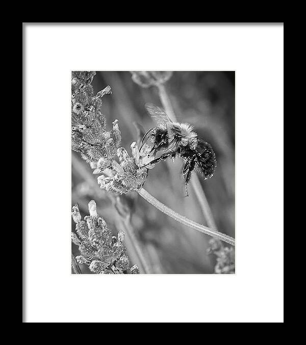 Bumblebee Framed Print featuring the photograph Bee Works Lavender by Len Romanick