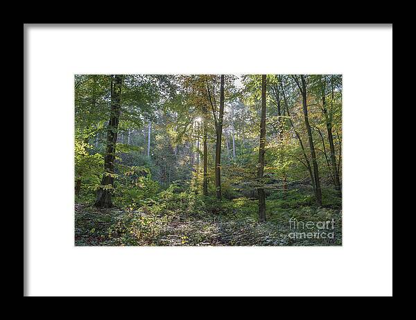 Autumn Framed Print featuring the photograph Beech and Sweet Chestnut Woodland in Autumn by Perry Rodriguez