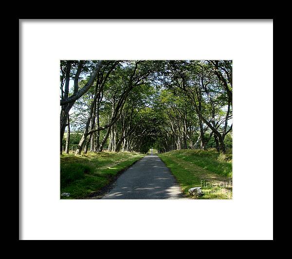 Beech Avenue Framed Print featuring the photograph Beech Avenue by Yvonne Johnstone