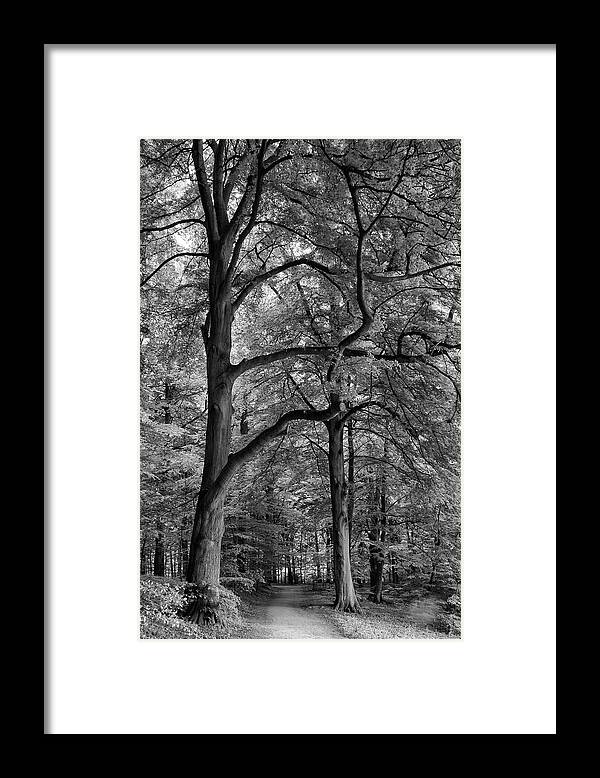 Forest Framed Print featuring the photograph Beech Forest - 365-222 by Inge Riis McDonald