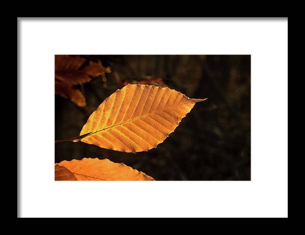 Beech Framed Print featuring the photograph Beech Leaves in Afternoon Sun by Douglas Barnett
