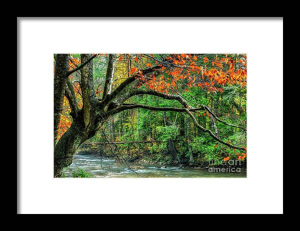 Elk River Framed Print featuring the photograph Beech Tree and Swinging Bridge by Thomas R Fletcher
