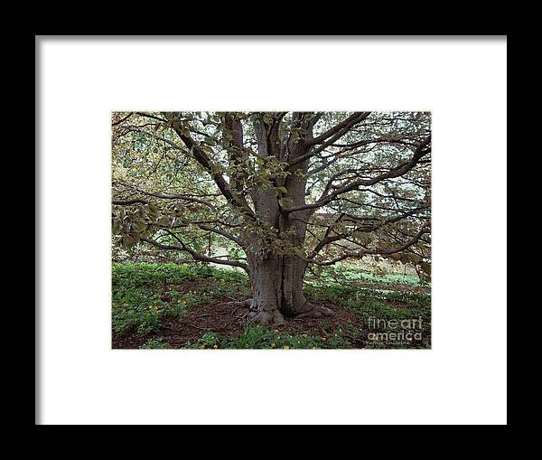 Photography Framed Print featuring the photograph Beech Tree by Kathie Chicoine
