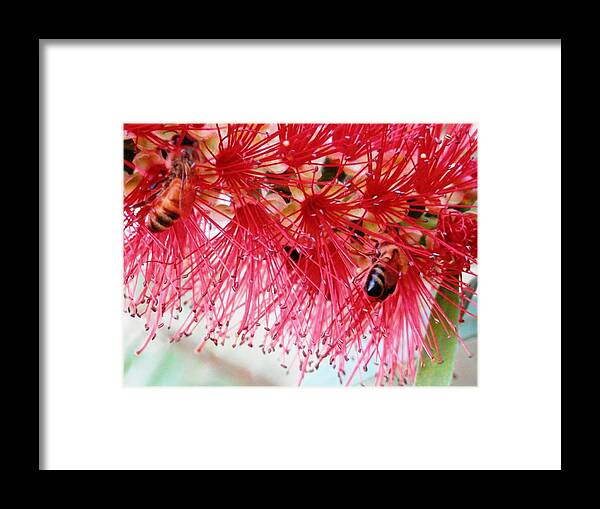#bottlebrushtree #bright #red Framed Print featuring the photograph Bottle Brush Tree Of Bee Life by Belinda Lee