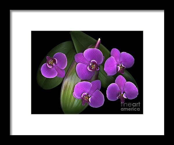 Purple Framed Print featuring the photograph Bees on Green by Christian Slanec