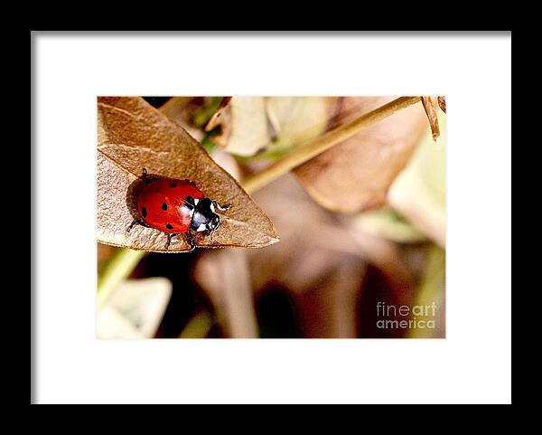 Ladybug Framed Print featuring the photograph Beetle Coccinellidae by Elisabeth Derichs