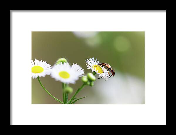 Beetle Bug Insect Daisy Flower Macro Closeup Close Up Close-up Outside Nature Natural Outdoors Botany Botanic Botanical Ma Mass Massachusetts Newengland New England Brian Hale Brianhalephoto Framed Print featuring the photograph Beetle Daisy by Brian Hale