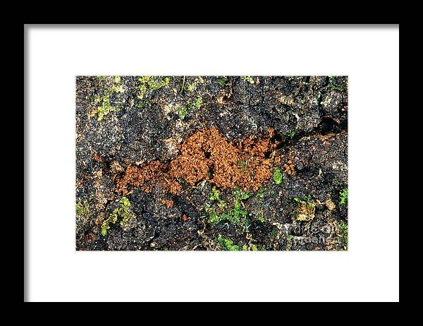 Sod Framed Print featuring the photograph Beetle Frass by Inga Spence