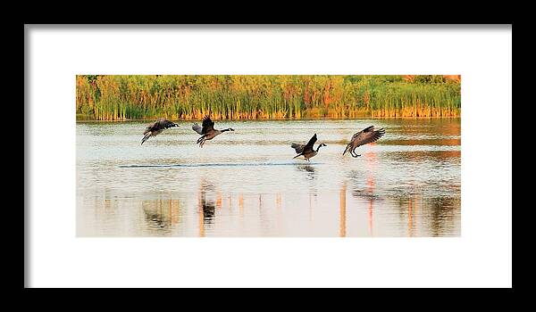 Pond Life Framed Print featuring the photograph Before During And After by Karl Anderson