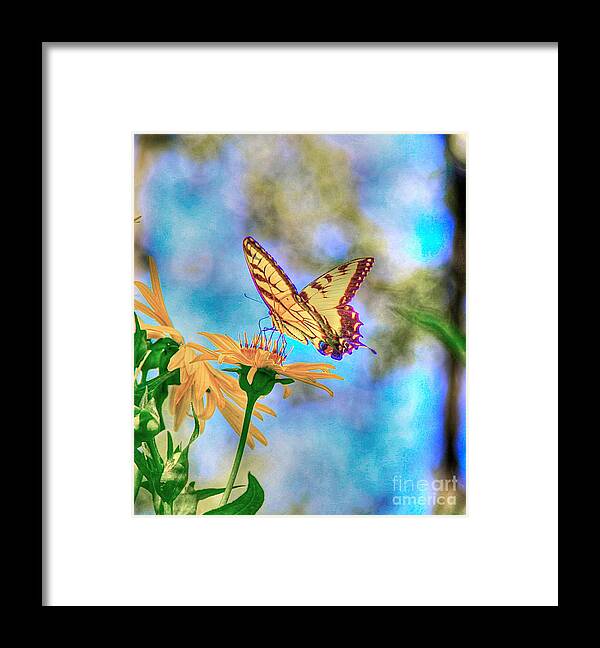 Butter Fly Related Tags: Framed Print featuring the photograph Before the heat of the day by Robert Pearson