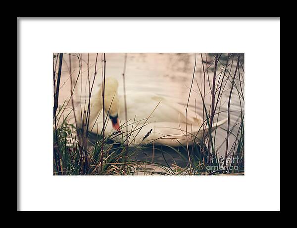 Swan Framed Print featuring the photograph Before the Night Falls by Jasna Buncic