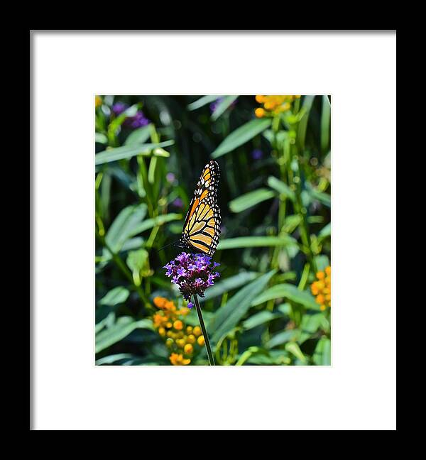 Monarch Butterflies Framed Print featuring the photograph Beginning September Monarch by Janis Senungetuk