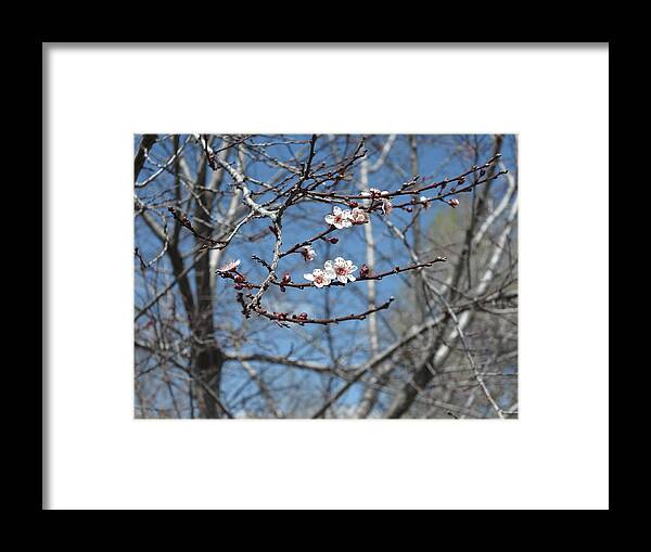 Nature Framed Print featuring the photograph Beginnings by Jessica Myscofski